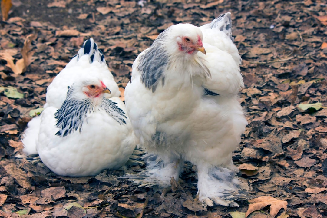 découvrez comment préparer un délicieux poulet rôti croustillant et savoureux, parfait pour un repas convivial en famille ou entre amis.