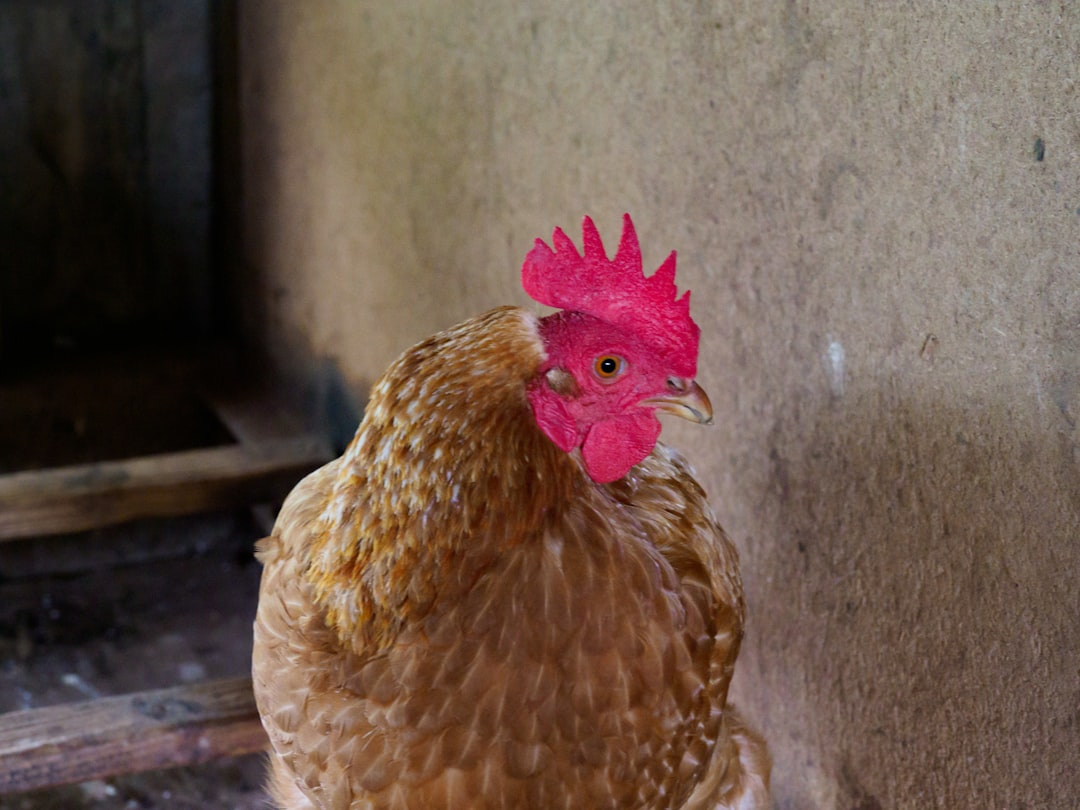 découvrez notre délicieuse recette de poulet rôti, tendre et savoureuse, parfaite pour un repas convivial en famille ou entre amis.